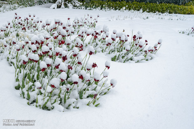 April snow in Karaj