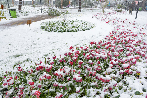 April snow in Karaj