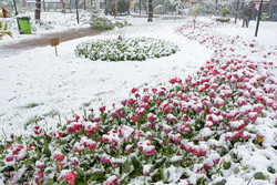 Spring snow swept through the city of Karaj, in Alborz province, on Sunday. (Photo by Aref Fathi/ Tehran Times)