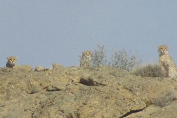 Three Asiatic cheetahs spotted in Semnan