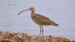 Far Eastern curlew