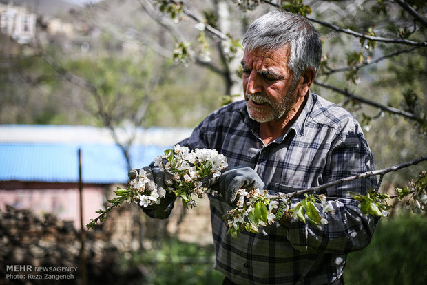 سرمازدگی محصولات کشاورزی در همدان