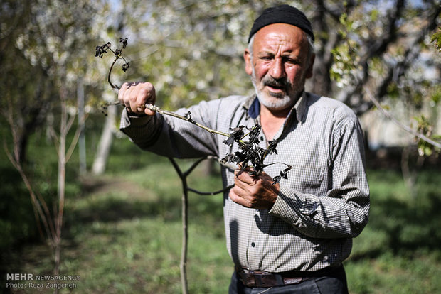 سرمازدگی محصولات کشاورزی در همدان