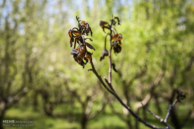 سرمازدگی محصولات کشاورزی در همدان