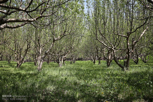 سرمازدگی محصولات کشاورزی در همدان