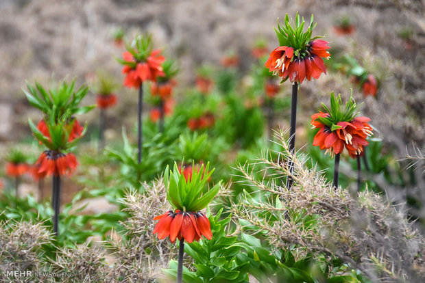 Plain of leftover tulips in Dehaqan 