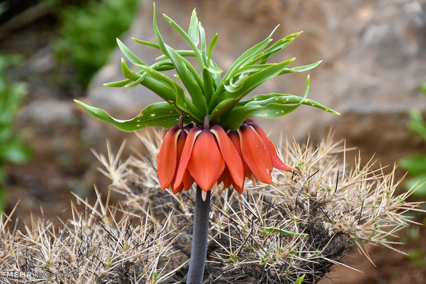 Plain of leftover tulips in Dehaqan 