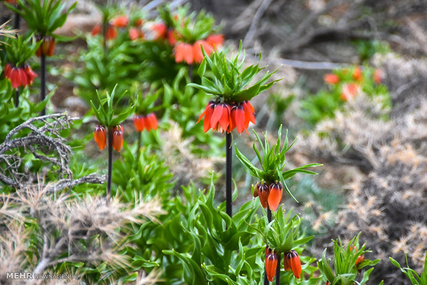 Plain of leftover tulips in Dehaqan 