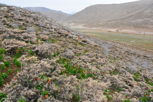 Plain of leftover tulips in Dehaqan 