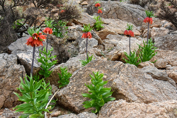 Plain of leftover tulips in Dehaqan 