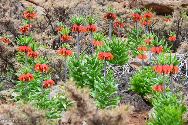 Plain of leftover tulips in Dehaqan 