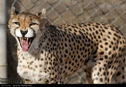 Asiatic Cheetah