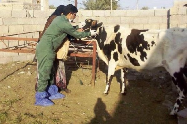  بیماری تب مالت در استان زنجان کنترل می شود 