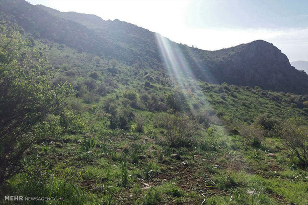 VIDEO: Lorestan nature in spring 