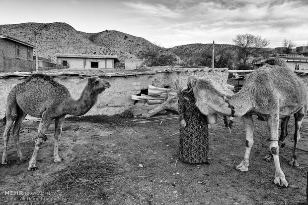 آراز بیکه حاجی لی دوه جی 47 ساله، قبل از دوشیدن شیر شتر با سطلی در دست پشت آن ایستاده است. او چهار فرزند دارد و درآمد خانواده آنها از دامداری می‌باشد و در روستای فرق سرزندگی می‌کند.