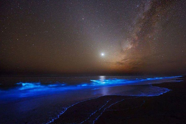 شب تاب دریایی؛ جاذبه ای که ساحل چابهار را آبی و درخشان می کند