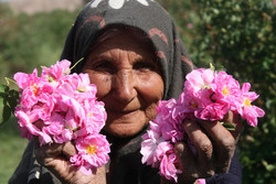  Rosewater festivals draw visitors to central Iran