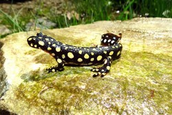 Neurergus crocatus spotted in Iran 