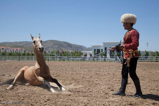 جایگاه اسب در فرهنگ ترکمنستان