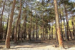اجرای طرح مبارزه با سوسک پوستخوار کاج در بوستان جنگلی بیرجند