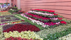 Tehran flower, plant show in full bloom 