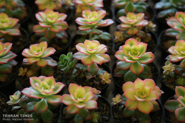 Intl. Exhibition of Flowers, Plants, Park Equipment and Related Industries opens in Tehran