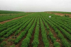 ۹۵ درصد از مزارع حبوبات استان قزوین به صورت دیم کشت می‌شود