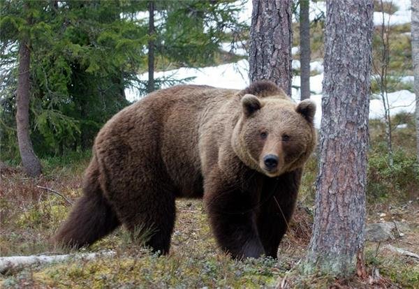 خرس دامدار باغملکی را مجروح کرد