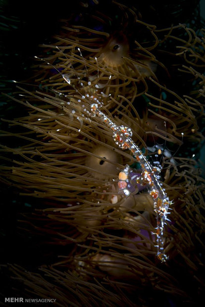 موجودات شگفت انگیز زیر دریا