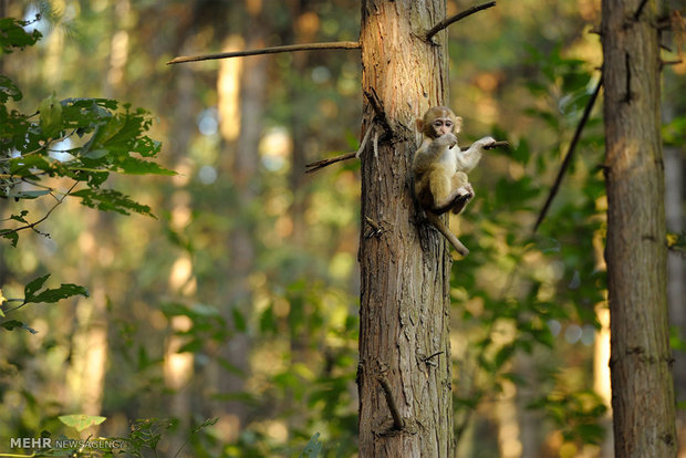 سفری به ژانگ جیاجی چین‎