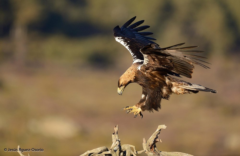 The Bald And The Bold Eagles Resurgence Comes At A Price