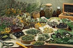احداث نخستین کلکسیون گیاهان دارویی در شهرستان ابهر