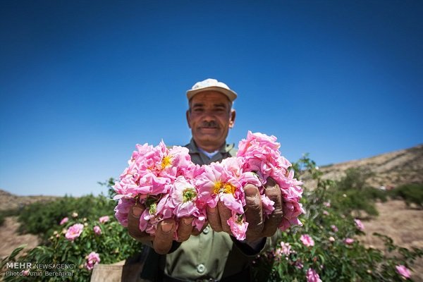 امیریه سالانه ۵تن گلاب تولید می‌کند/ ایجاد باغ گل شهری