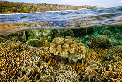تنوع گونه های حیات در آبهای تیمور شرقی‎