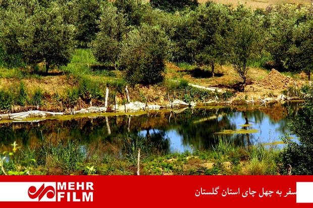 رحلة في مزارع الشاي بمحافظة كلستان الإيرانية