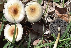 خطر مرگ ناشی از مسمومیت با قارچ های سمی خود رو