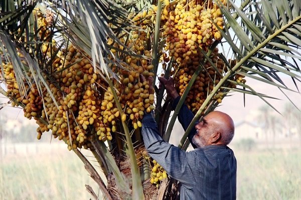 Iran exports 253k tons of dates to 86 countries 