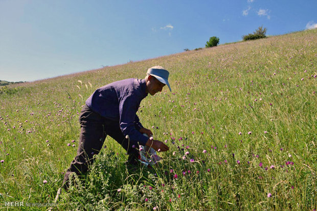 برداشت گیاه دارویی گل گاو زبان در شهرستان مرزی آستارا