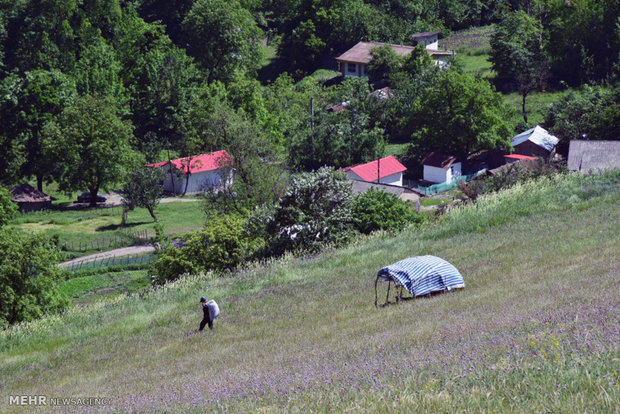 برداشت گیاه دارویی گل گاو زبان در شهرستان مرزی آستارا