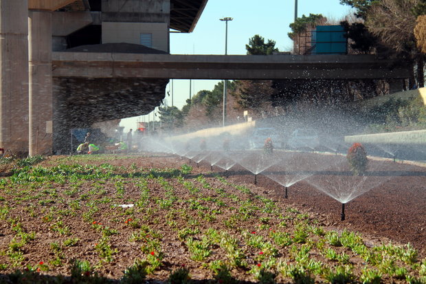 استفاده از گیاهان با نیاز آبی کم در فضای سبز مشهد