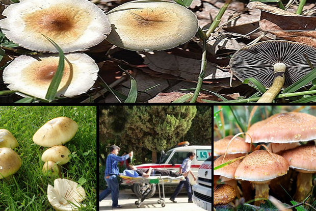 مردم قارچ فله ای و غیر پرورشی نخورند/۹ فوتی در ۳ استان