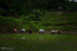 ممنوعیت کشت برنج؛ تکرار تجربه‌ای شکست خورده/ تعطیل کردن کشاورزی، مدیریت آب نیست
