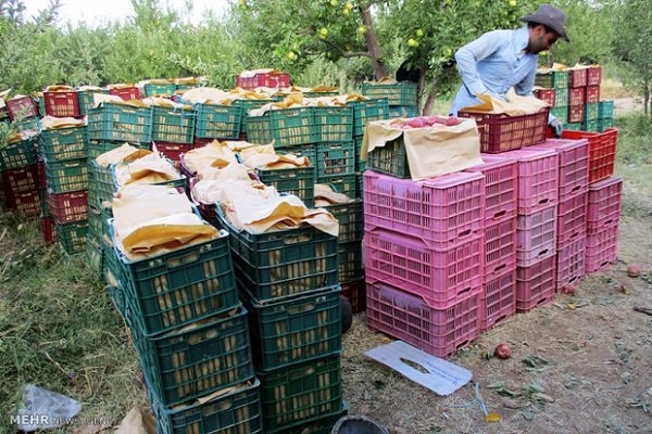 Apple exports volume at 700k tons: official