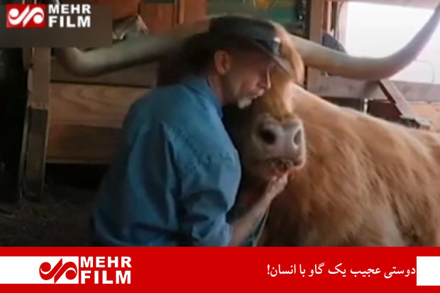 فلم/ گائے کی انسان کے ساتھ عجیب دوستی