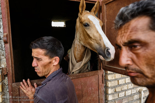 پرورش اسب در روستای صوفیان - گلستان