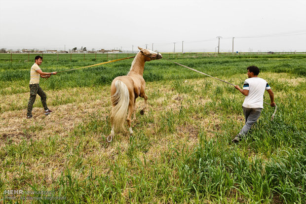 پرورش اسب در روستای صوفیان - گلستان