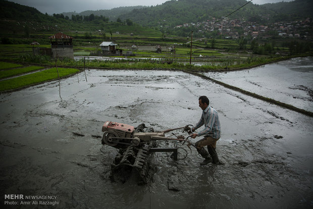 Rice cultivation in Mazandaran Province