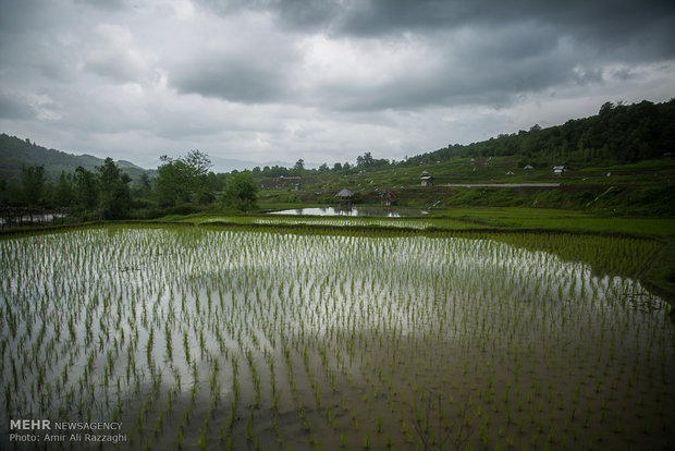 Rice cultivation in Mazandaran Province