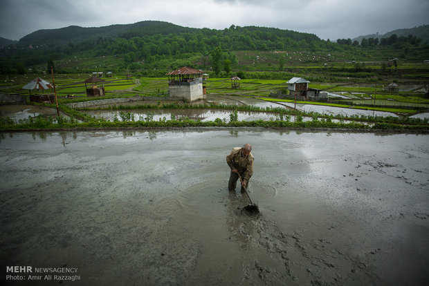 Rice cultivation in Mazandaran Province