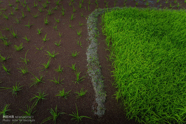 Rice cultivation in Mazandaran Province